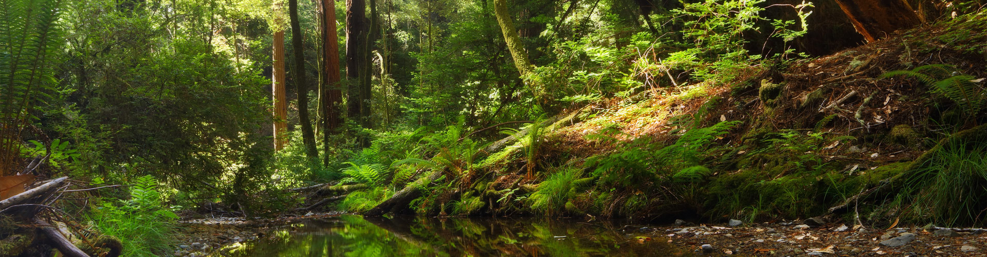 Lush redwood forest with stream