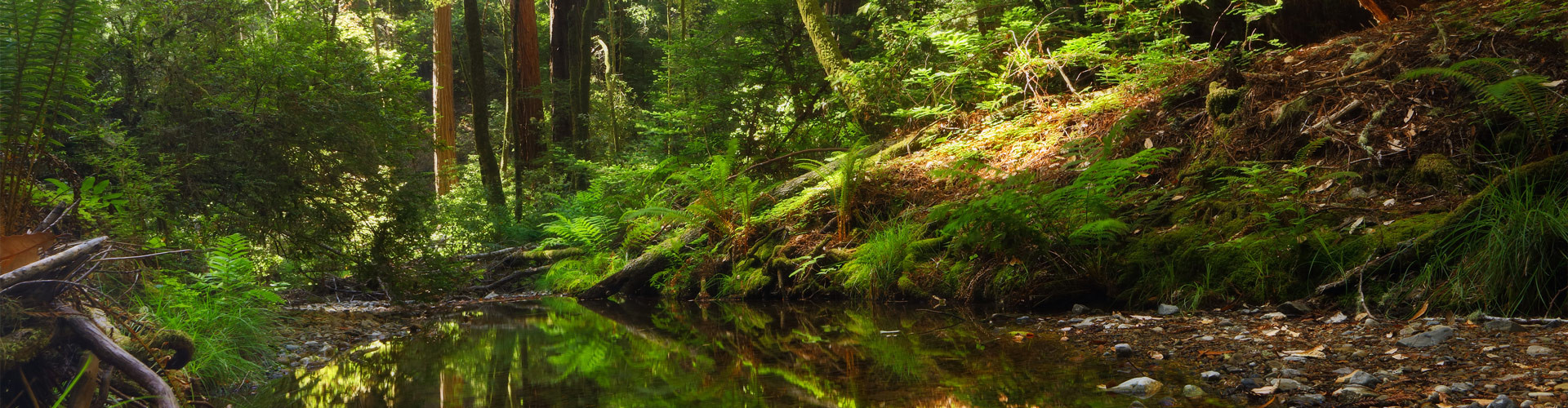 Stream in a dark green forest